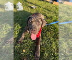 Small #3 Mastiff Mix