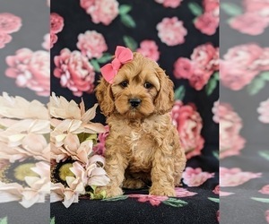 Cock-A-Poo Puppy for sale in NOTTINGHAM, PA, USA