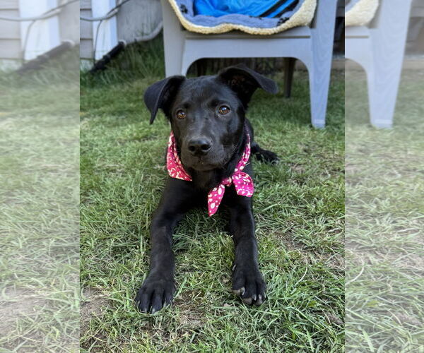 Medium Photo #7 Labrador Retriever-Unknown Mix Puppy For Sale in Bellevue, WA, USA