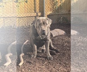 Father of the Boerboel puppies born on 11/30/2025