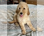Small Photo #9 Goldendoodle Puppy For Sale in PENSACOLA, FL, USA