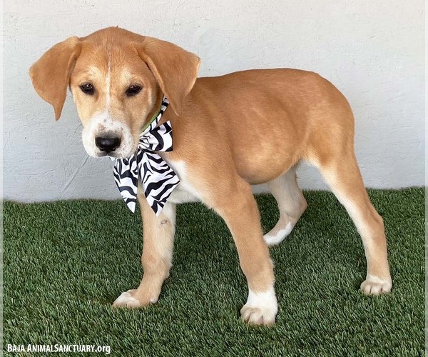 Medium Photo #4 Labbe Puppy For Sale in San Diego, CA, USA