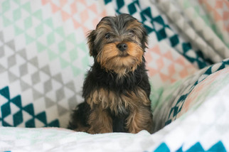 Yorkshire Terrier Puppy for sale in KENT, OH, USA