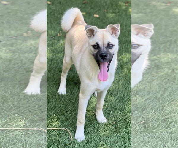 Medium Photo #7 Pug-Shiba Inu Mix Puppy For Sale in Dana Point, CA, USA