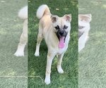 Small #6 Pug-Shiba Inu Mix