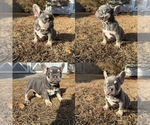 Small #3 French Bulldog