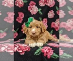 Small Photo #6 Aussiedoodle Miniature  Puppy For Sale in NOTTINGHAM, PA, USA