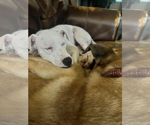 Medium Photo #10 Mutt Puppy For Sale in Holly Springs, NC, USA