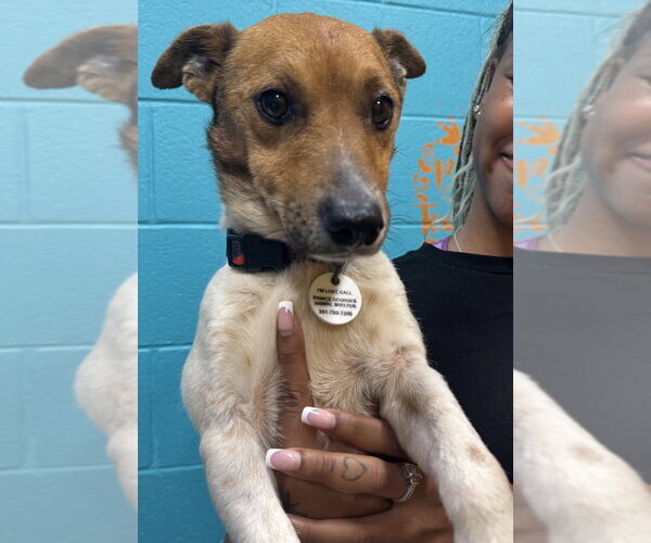 Medium Photo #1 Jack Russell Terrier-Unknown Mix Puppy For Sale in Greenbelt, MD, USA