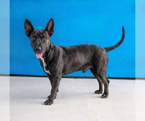 Schipperke Dogs for adoption in Pasadena, CA, USA