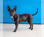 Small Schipperke