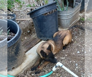 Belgian Malinois Puppy for sale in SAN FERNANDO, CA, USA