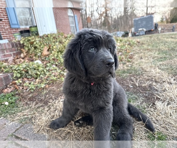 Medium Photo #1 Newfoundland Puppy For Sale in MARTINSBURG, WV, USA