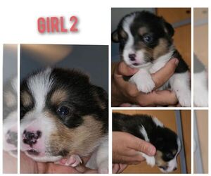 Pembroke Welsh Corgi Puppy for sale in ABILENE, TX, USA