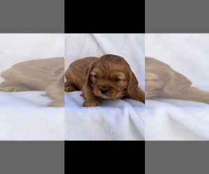 Cavalier King Charles Spaniel Puppy for sale in NILES, MI, USA