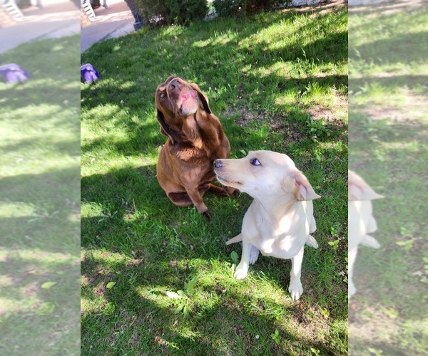 Medium Photo #7 Labrador Retriever Puppy For Sale in GRAND JUNCTION, CO, USA