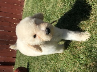 Poodle (Standard) Puppy for sale in WARDEN, WA, USA