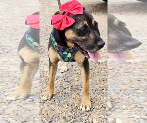 Little Miss - Female Mountain Cur-Unknown Mix Dog for Adoption - Photo #2