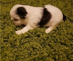 Small Photo #4 Morkie Puppy For Sale in ATLANTA, GA, USA