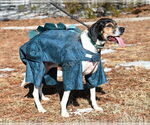 Small #9 Bluetick Coonhound