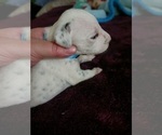 Small Photo #3 Dalmatian Puppy For Sale in ROMEOVILLE, IL, USA