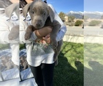 Small Photo #3 Labrador Retriever Puppy For Sale in RANCHO CUCAMONGA, CA, USA