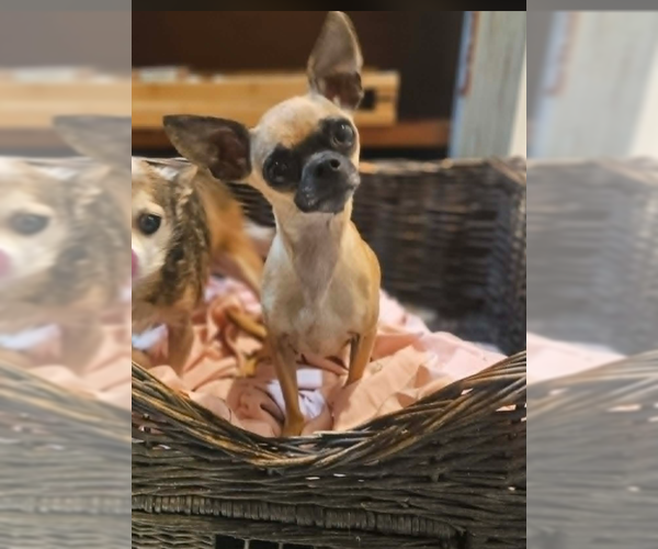 Medium Photo #2 Chihuahua-Unknown Mix Puppy For Sale in Cranston, RI, USA