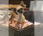Small #1 Chihuahua Mix