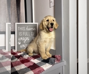 Golden Retriever Puppy for sale in FRANKLIN, IN, USA