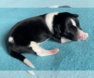 Medium Border Collie-Papillon Mix