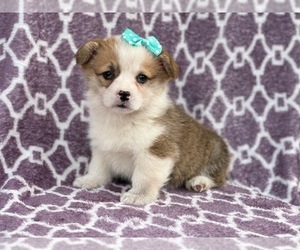 Pembroke Welsh Corgi Puppy for sale in LAKELAND, FL, USA