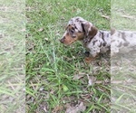 Small #2 Dachshund