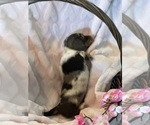 Small #2 Dachshund
