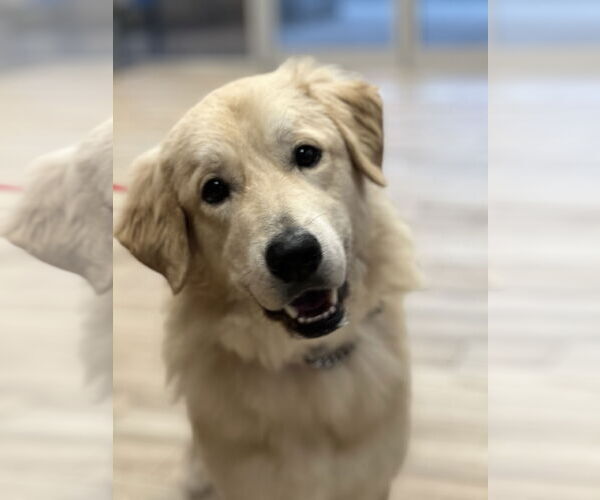 Medium Photo #10 Golden Pyrenees Puppy For Sale in Valrico, FL, USA