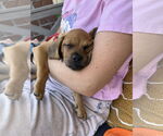 Small #14 Pug Mix
