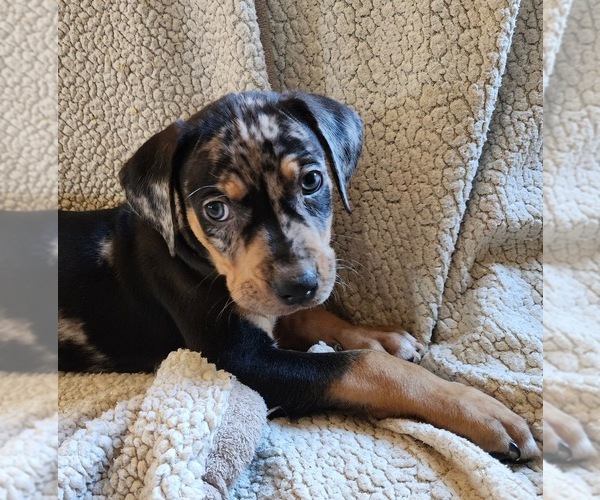 Full screen Photo #6 Catahoula Leopard Dog Puppy For Sale in CUMBY, TX, USA