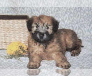 Soft Coated Wheaten Terrier Puppy for sale in GLASTONBURY, CT, USA