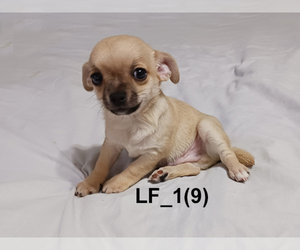 Chihuahua Puppy for sale in BELLE FOURCHE, SD, USA