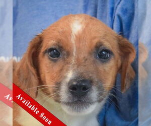 Australian Shepherd-Unknown Mix Dogs for adoption in Huntley, IL, USA