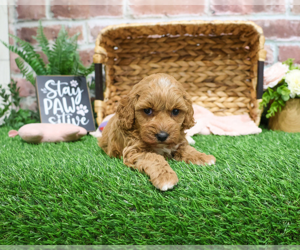 Medium Photo #23 Goldendoodle mix (+ Poodle Miniature) Puppy For Sale in SYRACUSE, IN, USA