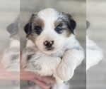 Small Australian Shepherd