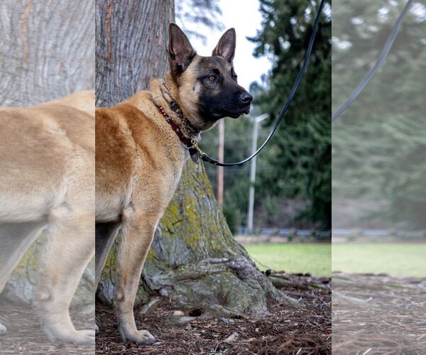 Medium Photo #6 German Shepherd Dog-Unknown Mix Puppy For Sale in Seattle, WA, USA
