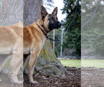 Small #5 German Shepherd Dog Mix