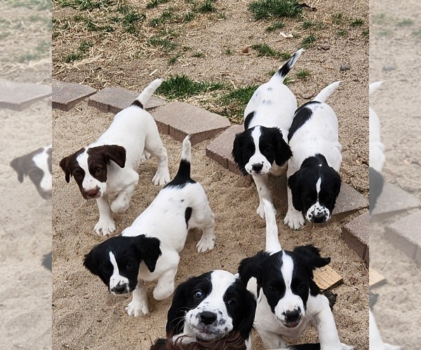 Medium Photo #1 English Springer Spaniel Puppy For Sale in LINCOLN, NE, USA