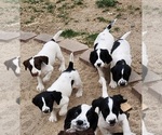 Small Photo #1 English Springer Spaniel Puppy For Sale in LINCOLN, NE, USA