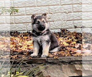 Blair 7615 - Female German Shepherd Dog Dog for Adoption
