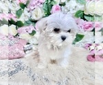 Small #59 Maltese