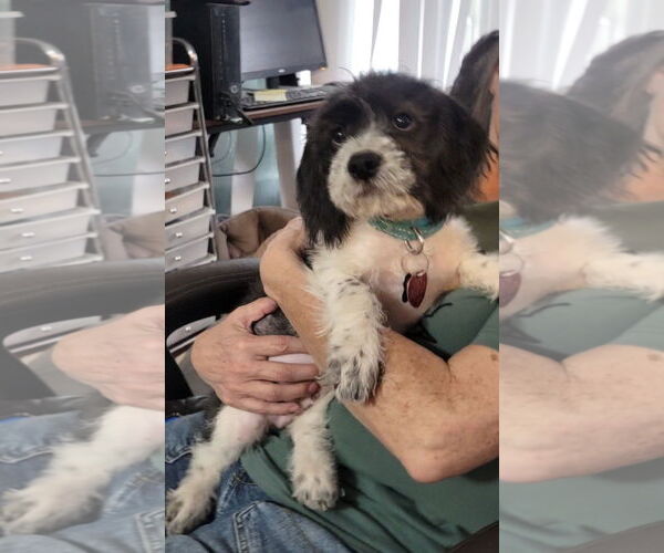 Medium Photo #4  Puppy For Sale in , 