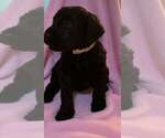 Small Photo #22 Goldendoodle Puppy For Sale in DYERSBURG, TN, USA
