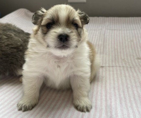 Medium Photo #12 Pomeranian Puppy For Sale in EMPORIA, VA, USA